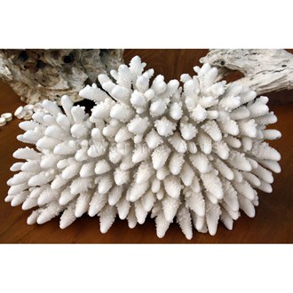 Coral - Acropora finger upright (30-35cm)