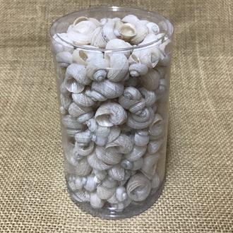 Shell cylinder tall - Euchelus pearled (Pack of 2)