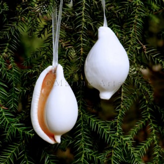 Decoration natural shell Ovula ovum