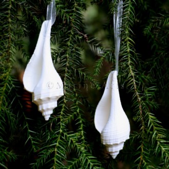 Decoration natural shell Hemifusus ternatus white