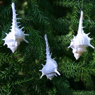 Decoration natural shell Murex ternispina white