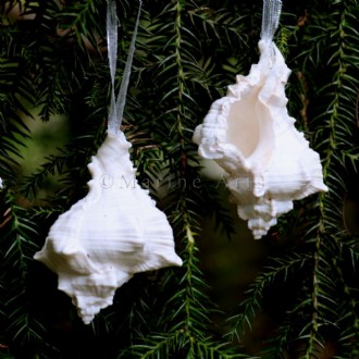 Decoration natural shell Murex virgineus white