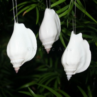 Decoration natural shell Strombus vittatus white