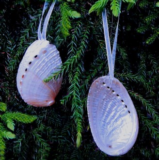 Decoration natural shell Haliotis diversicolour pearled