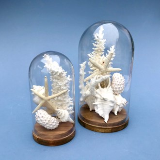 Glass dome with white coral and shells
