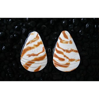 Nautilus Brown stripe ovoid pair