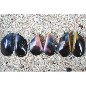 Mussel polished pair