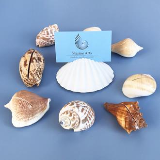 Placecard holder shell assorted natural colours