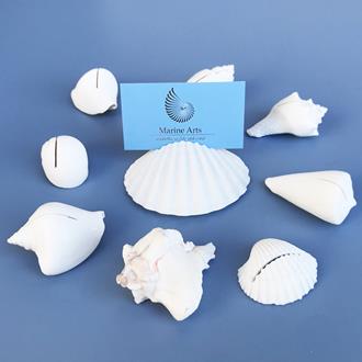 Placecard holder shell assorted white