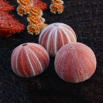 Sea urchin giant orange