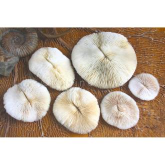 Coral - Fungia mushroom