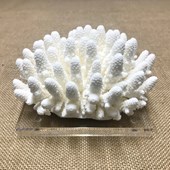 Coral specimens