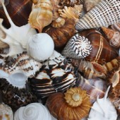 Assorted mixed shell