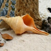Shell specimens